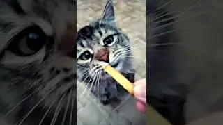 Этот кот просто обожает жареную картошку🍟🍟