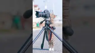 Cats With Jobs pt  2