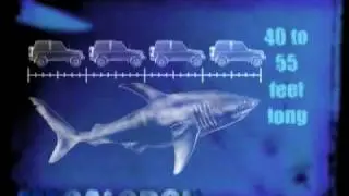 Shark Quiz:  Which Came First