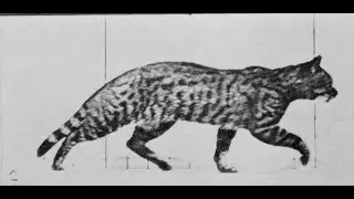 Eadweard Muybridge Cat 1887