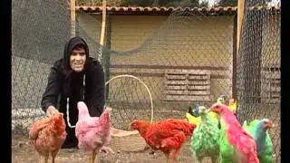 Ti Maria da Peida - As Galinhas