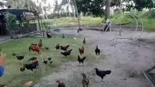 Ayam Bangkok bpk trikora