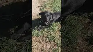 джим жадина