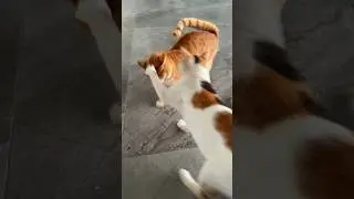 The way he got smacked 😭😭
