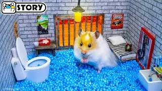 🐹 Hamster Escapes the Super Maze for Pets in real life 🐹 Homura Ham Pets