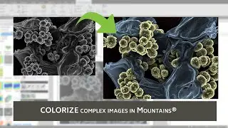Colorize complex SEM images in 3 steps with Mountains® 8