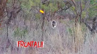 SEVR HYBRID VS WILD HOG!