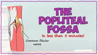The Popliteal Fossa