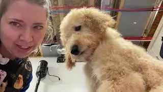 Sophie: Poodle Puppy First Haircut & professional groom