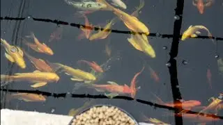 Butterfly Koi: What Kind of Fish Is It?