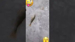 Такую рыбу поймала! Вот это рыбалка!