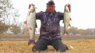 Unexpected start Trophy in the first minutes Autumn fishing in Astrakhan 2021 Catching asp and pi...