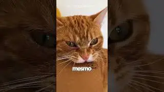 Your cat is still a wild predator! 🐱