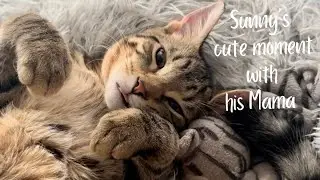 Sunny's moment with his Mama #cutecat #catlover #cat
