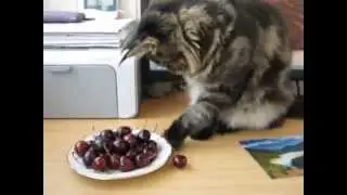 Алекс и черешня # Котенок Мейн кун