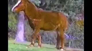 Планеты Самые забавные животные 4