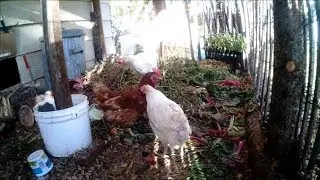 Our Ex-Commercial Hens in HD