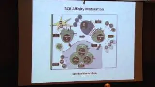 Deconstructing B Cell Memory