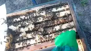 Фантастичний результат стимуляції сімей!