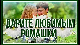 Дарите ромашки любимым-гр.