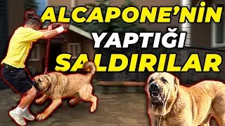 ALL THE ATTACKS THAT ALCAPONE MADE ON ME! (He Tried to Bite Me 6 Times) Part 2