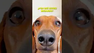 El MEJOR consejo para ser FELIZ!😚💖 #dachshund #perrosalchicha #teckel