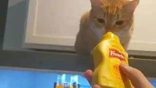 Pardon me, do you have any Grey Poupon?