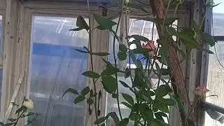 Розы в Сибири, условия выращивания