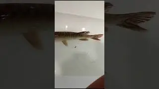 По Щучьему Велению…