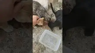 Meet Lucy 3 - Homeless cats Greece 2024 - rapid interventions. #animals #cat #homeless #helpcats