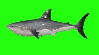 6. Green Screen Pixelboom Shark (No Copyright)