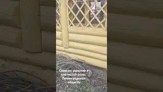 Снимаю укрытие с плетистой розы Джон Кэбот. Ленинградская область. #плетистыерозы #канадскиерозы