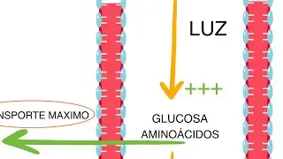 FISIOLOGIA RENAL: GLUCOSA UMBRAL