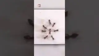 Ants Tearing Other Ants
