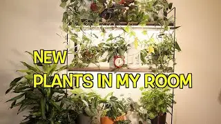 Plants that survived in a low light room. Wall plant in my room.