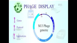 PHAGE DISPLAY