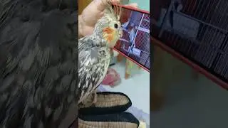 ককাটেল পাখি