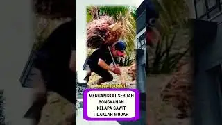 PERJUANGAN SEORANG KULI KELAPA SAWIT 