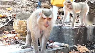 Very Bad Mommy Named Rozy Give New Birth to Baby and Kill Him by Dropping from Very High Tree Review