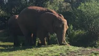 Elephant Walk in South Africa #elephant #elephants #elefantes #africa