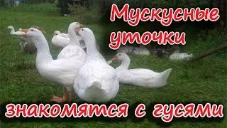 Мускусные утки знакомятся с гусями