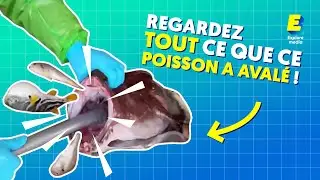 Regardez tout ce que poisson a avalé ! 🐟😱 