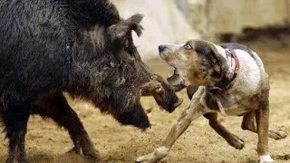 Domuz Avı 🐗 - Vuruş Anında Avcının Gözleri 👀