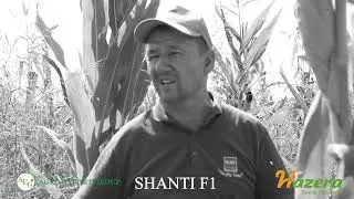 Shanti F1 / AGRO EXPORT GROUP