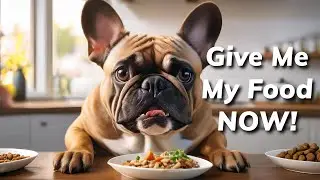 Hungry French Bulldog DEMANDS More Food NOW!