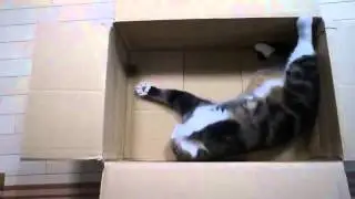 кот играет с шириком в коробке лол Юмор! Прикол! Смех