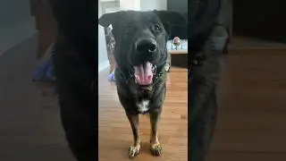 Inside the tarantula hawk dog!❤️🤪 #doglover #germanshepherd #cutedog #shorts