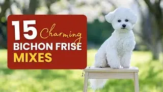 15 Bichon Frise Mixes: A Dog Lover's Dream