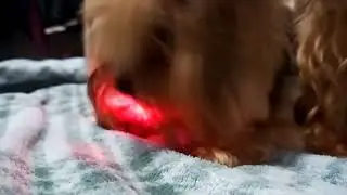Largados e Pelados em Casa