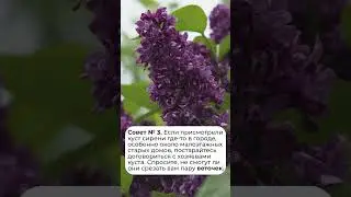 Как экологично рвать сирень